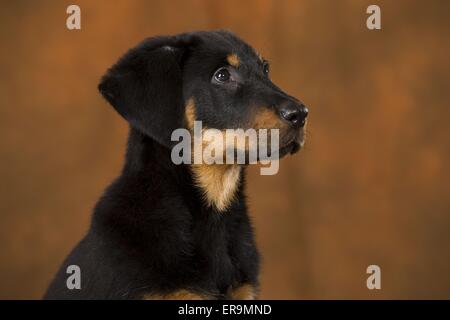 Beauceron Welpen Stockfoto