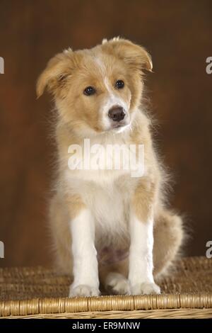 Border-Collie-Welpen Stockfoto