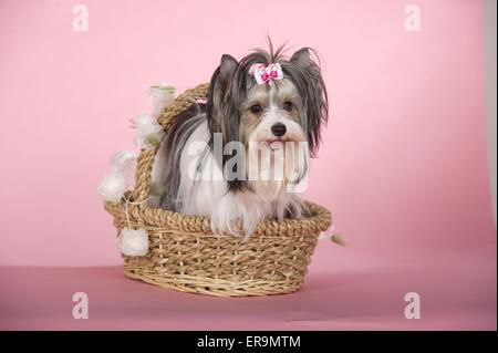 Havaneser Stockfoto