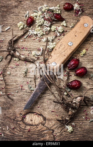 Heilkräuter und Wurzeln in getrockneter Form als Mittel der alternativen Medizin. Stockfoto