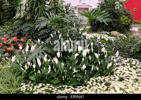 Blumen auf Floraart, 50 Internationale Gartenschau in Zagreb, Kroatien, am 27. Mai 2015 ausgesetzt. Stockfoto