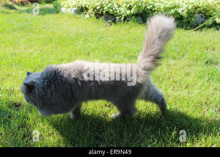 schöne Perserkatze gehen für einen Spaziergang auf dem grünen Rasen Stockfoto