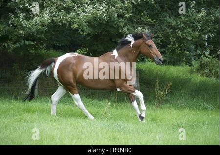 Paint Horse Galopp Stockfoto