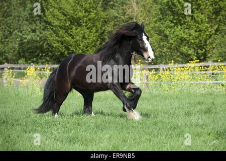 Shire Horse Galopp Stockfoto