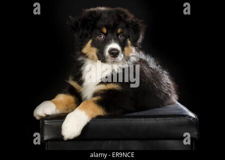 Australian Shepherd Welpen Stockfoto