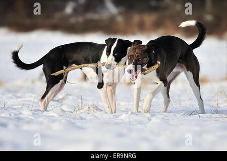 2 spielen Mischlinge Stockfoto