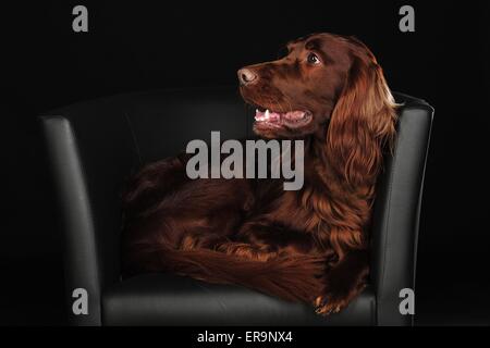 Irish Red Setter liegend Stockfoto