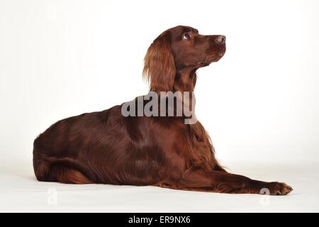 Irish Red Setter liegend Stockfoto