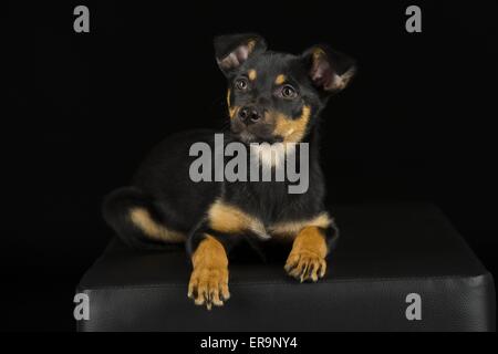 Australian Kelpie Welpen Stockfoto