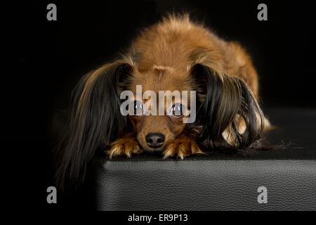 Labrador Retriever liegend Stockfoto