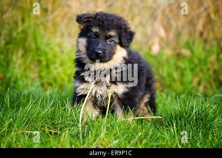 Deutscher Schäferhund Welpen Stockfoto