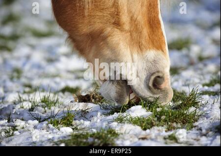 Haflinger Pferd Mund Stockfoto