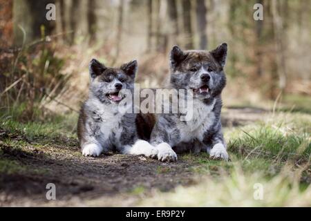 2 Akita Inus Stockfoto