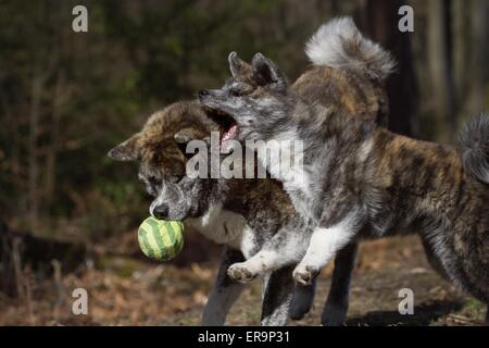 2 Akita Inus Stockfoto