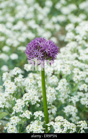 Allium Globemaster Blume in einem englischen Garten Stockfoto