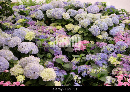 Blumen auf Floraart, 50 Internationale Gartenschau in Zagreb, Kroatien, am 27. Mai 2015 ausgesetzt. Stockfoto