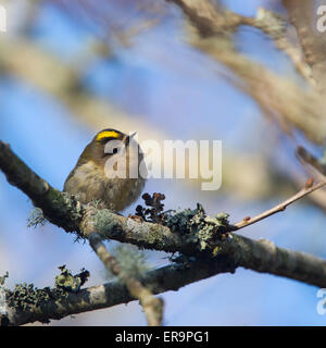 Wintergoldhähnchen, College-Reservoir, Falmouth, Cornwall, England, Vereinigtes Königreich. Stockfoto