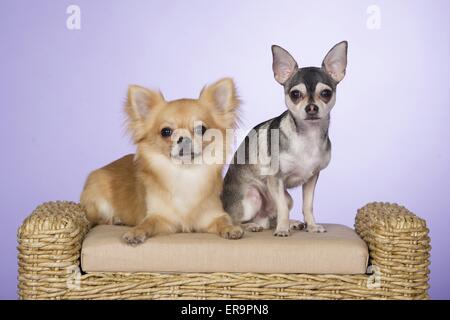 2 chihuahuas Stockfoto