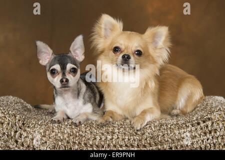 2 chihuahuas Stockfoto