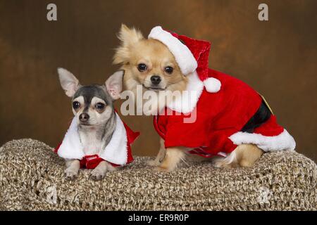 2 chihuahuas Stockfoto