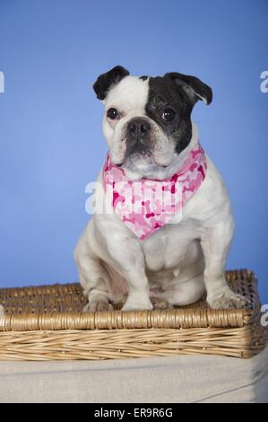 Französische Bulldogge sitzend Stockfoto