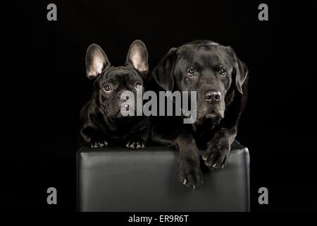 2 Hunde Stockfoto