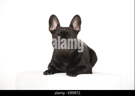 Französische Bulldogge liegend Stockfoto