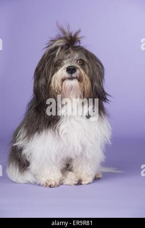 sitzen Havaneser Stockfoto