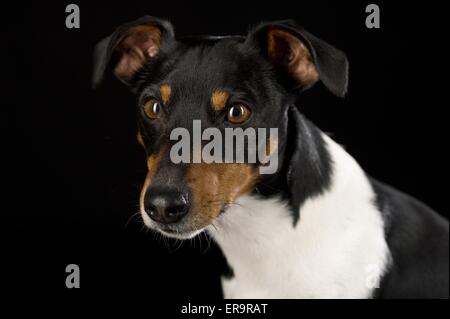 Jack-Russell-Terrier Portrait Stockfoto