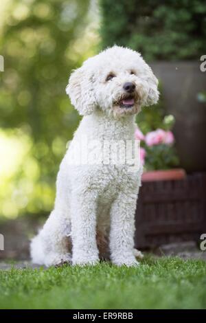 sitzen Zwergpudel Stockfoto