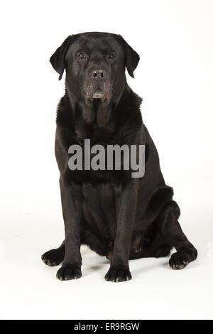 Labrador Retriever sitzend Stockfoto