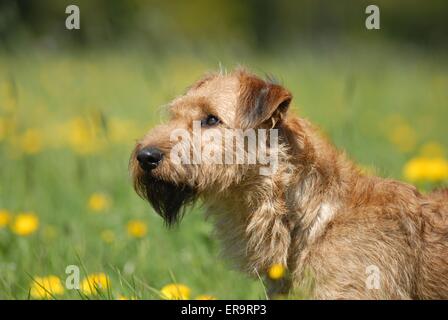 Irish Terrier Portrait Stockfoto
