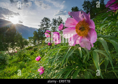 Sonnenuntergang über Wildarten Feld, Ufer des Telezkoje Sees. Altai Zustand-Naturschutzgebiet. Russland Stockfoto