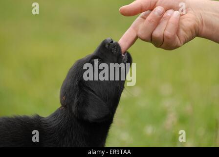 Labrador Retriever Welpen Stockfoto
