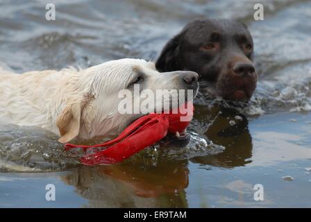 Labrador Retriever schwimmen Stockfoto