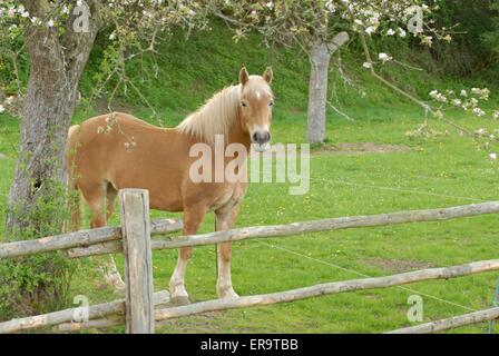 Haflinger auf Wiese Stockfoto