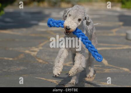 Bedlington Terrier spielen Stockfoto