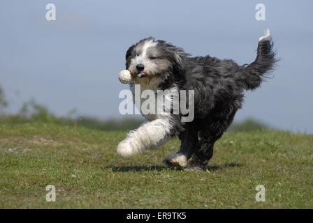 Bearded Collie laufen Stockfoto