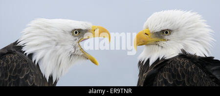 Nahaufnahme der beiden Weißkopf-Seeadler, eines hören, die andere schreien, mit weichen blauen Himmel im Hintergrund, Homer, Alaska Stockfoto