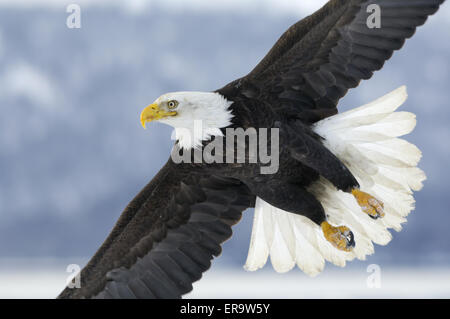 Close-up im Flug Foto von einem Weißkopfseeadler mit schneebedeckten Bergen im Hintergrund an der Küste der Kachemak Bay in der Nähe von Homer in Alaska. Stockfoto