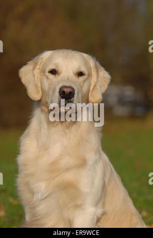Golden Retriever Porträt Stockfoto