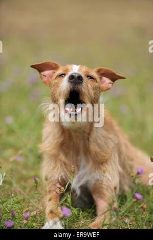 männliche Mischling Stockfoto