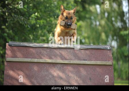 Deutscher Schäferhund Stockfoto