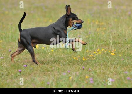 laufenden Zwergpinscher Stockfoto