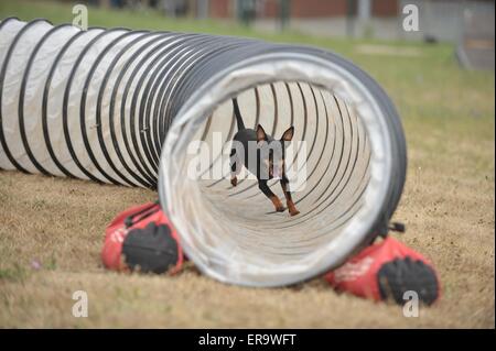 laufenden Zwergpinscher Stockfoto