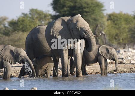 Afrikanischer Elefant Stockfoto