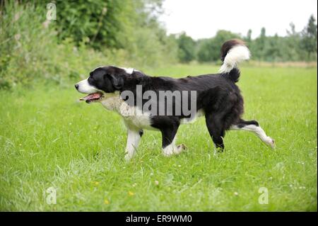 Zentraler Asiatischer Schäferhund Stockfoto