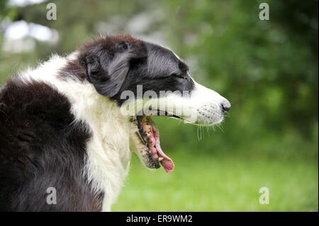 Zentraler Asiatischer Schäferhund Portrait Stockfoto