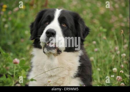 Zentraler Asiatischer Schäferhund Portrait Stockfoto