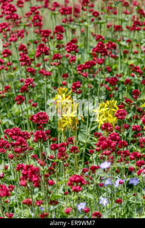 Gelbe Asphodel, Asphodeline lutea, rot Baldrian, Centranthus ruber Stockfoto